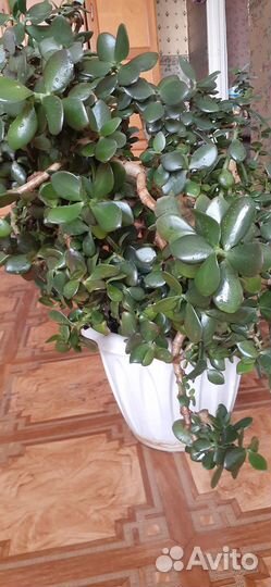 Продам цветы комнатные