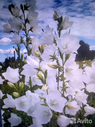 Колокольчик белый