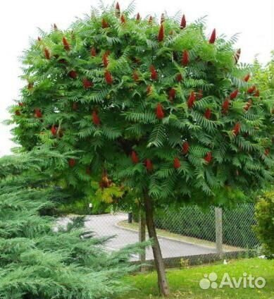 Саженцы сумах