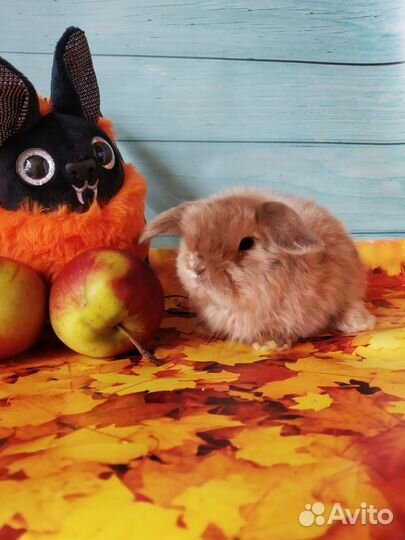 Крольчата породные с прививками