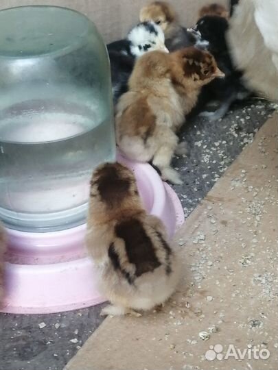 Карликовые кохинхины