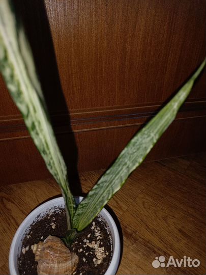 Сансевиерия сортовая Bantel's Sensation