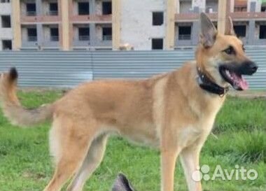 Отдам в добрые руки