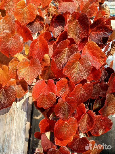 Виноград куанье (японский)