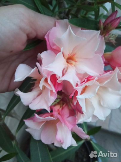 Nerium oleander олеандр 2
