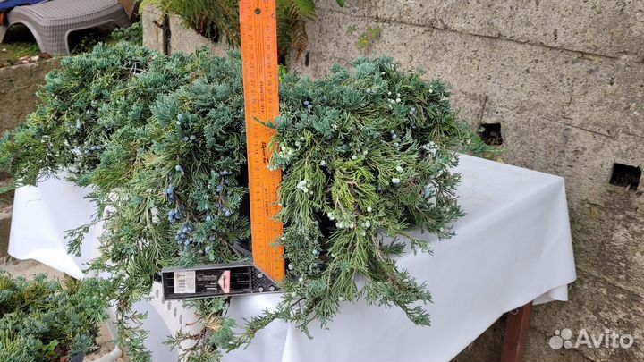 Можжевельник горизонтальный Вилтони