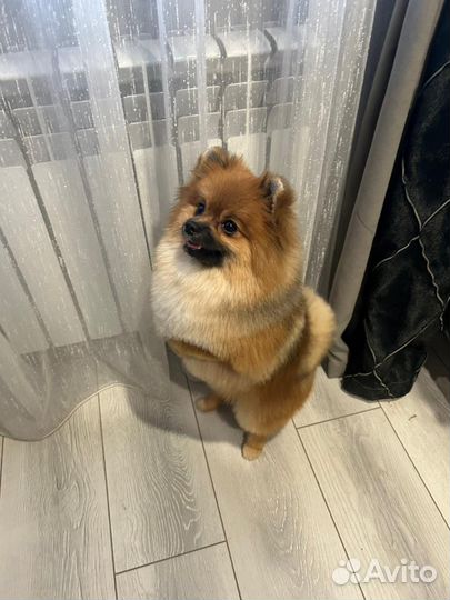 Немецкий шпиц вязка
