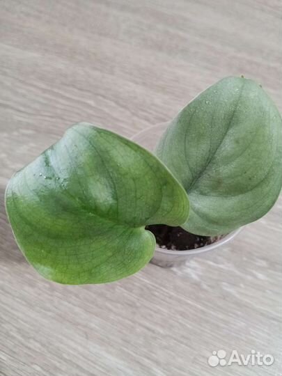 Суиндапсусы