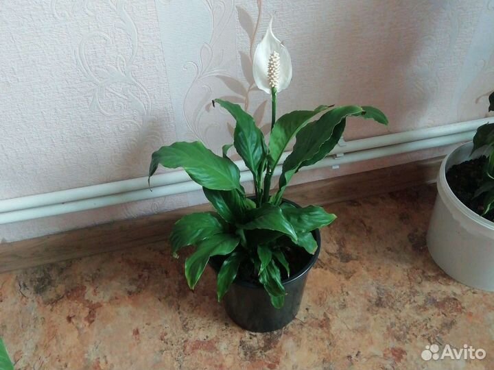 Спатифиллум