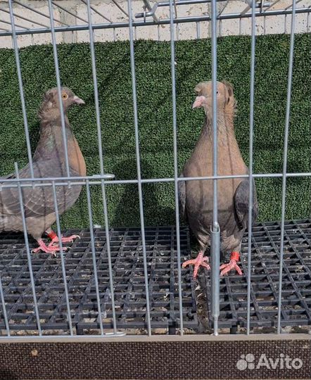 Продаётся птица