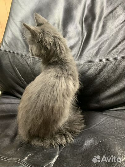 Котята мейн-кун