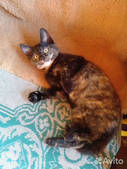 Кошки в добрые руки бесплатно