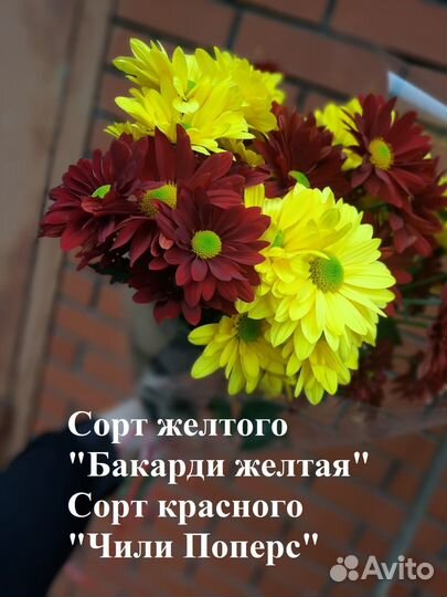 Корни (Маточник) Хризантемы мелкоцветковой