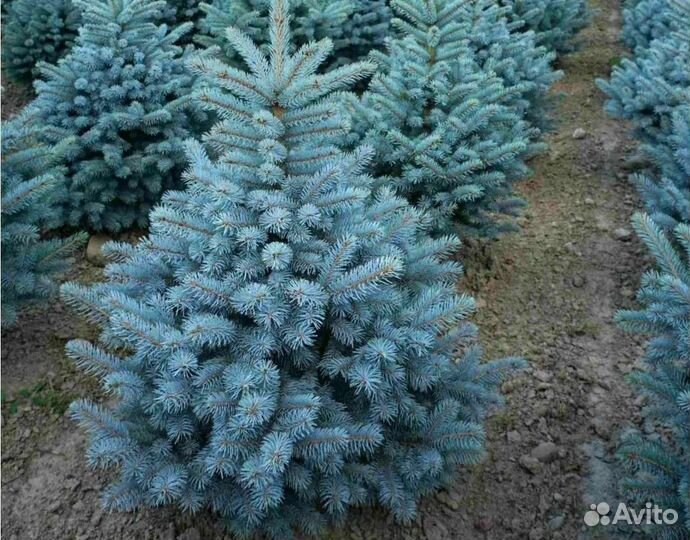 Ель голубая