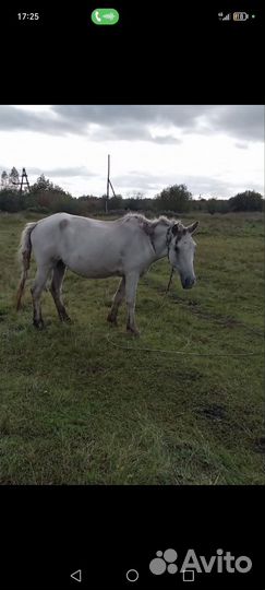 Продам быка