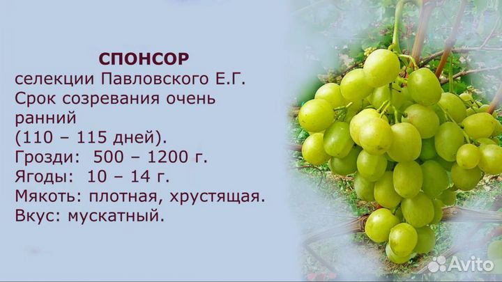 Черенки и саженцы винограда