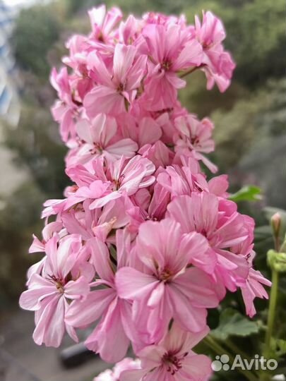 Махровая герань розовая, белая (большие кусты)