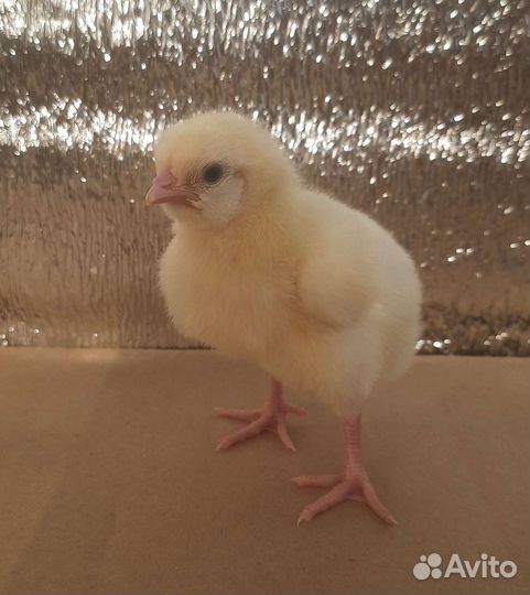 Бройлеры суточные. Предварительная запись