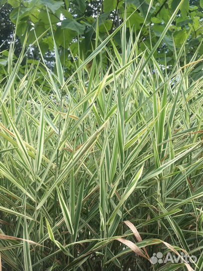 Фалярис, зайчьи ушки