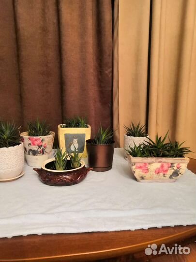 Живые цветы в горшках