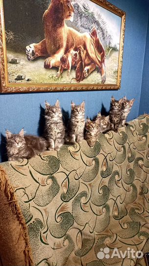 Котята мейн-кун