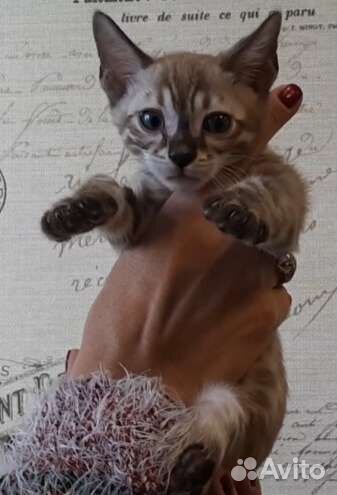 Бенгальская кошка