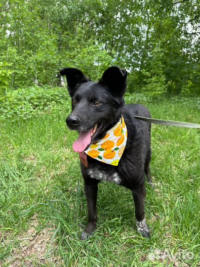 Позитивный пес Грант ищет дом