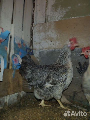 Инкубационные яйцо и цыплята Борковской барвистой
