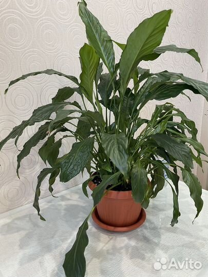 Спатифиллум