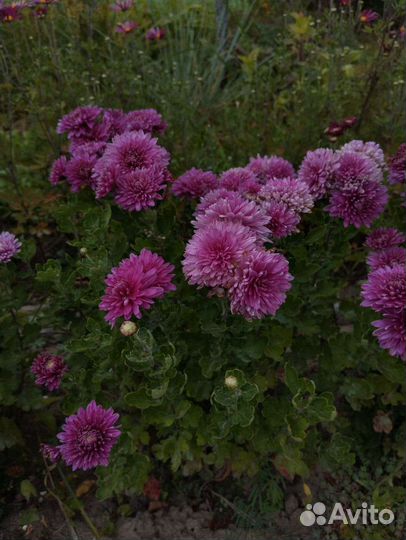 Хризантемы