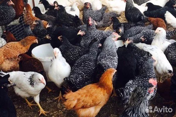 Куры несушки, бройлер, утки