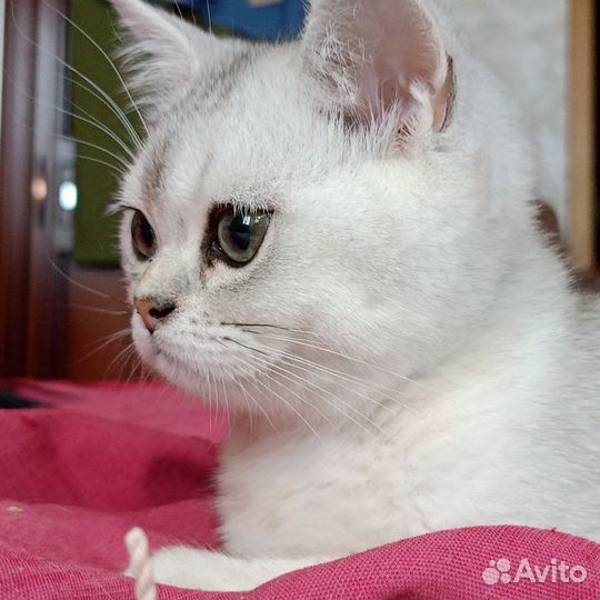 Шотландский котенок