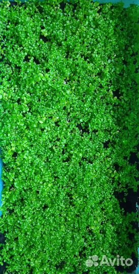 Продается аквариумное растение Монте-карло