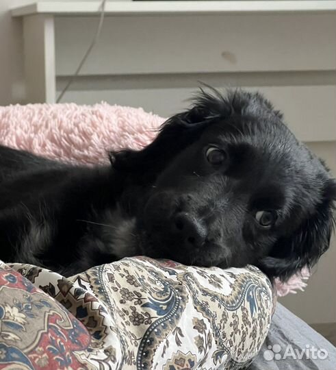 Передержка домашних животных