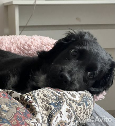 Передержка домашних животных