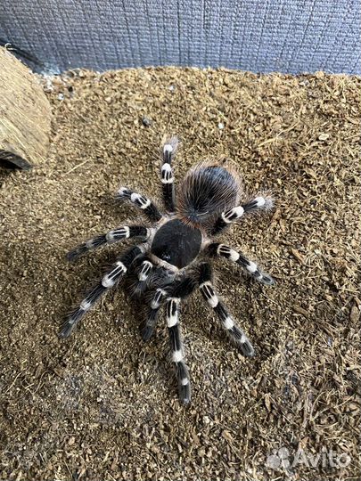 Паук птицеед