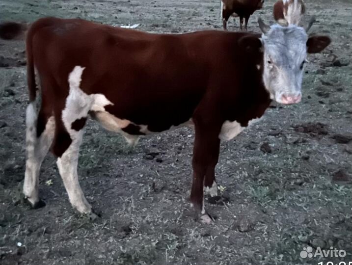 Бычки и телочки телята