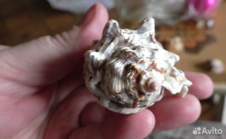 Морские ракушки раковины