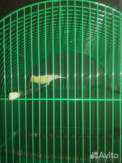 Продаю кенора