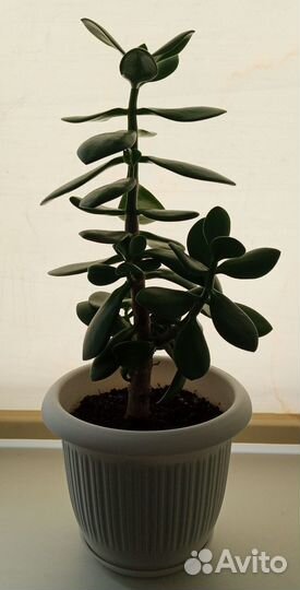 Денежное дерево Толстянка Крассула
