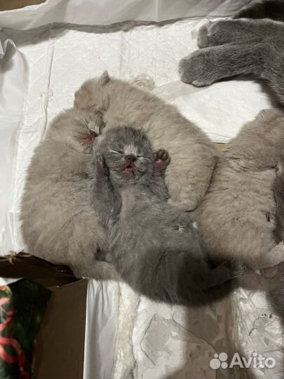 Шотландские котята