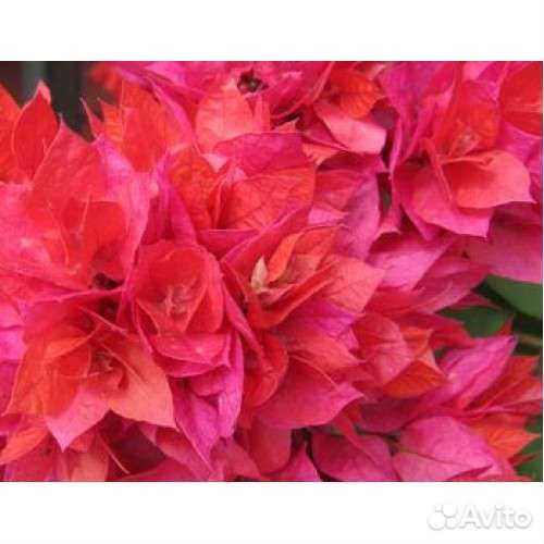 Бугенвиллея