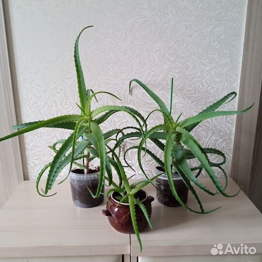 Алоэ лечебный