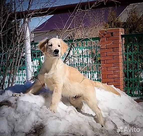 Золотистый ретривер