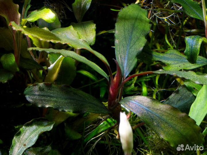 Буцефаландра (Bucephalandra)