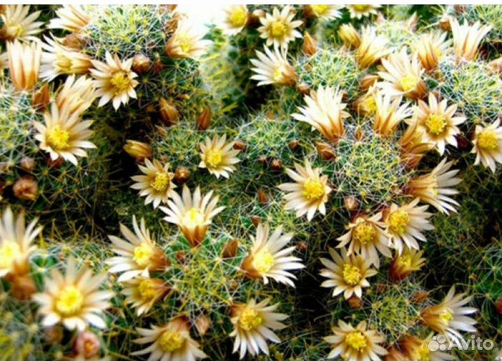 Кактусы маммилярия цветущие с горшком