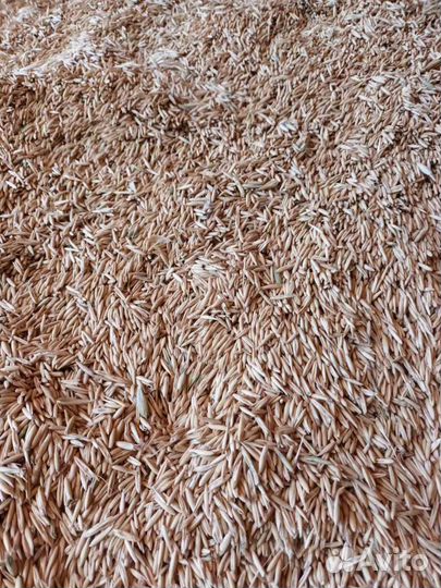 Овёс и ячмень урожай 2023 года