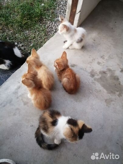 Котята