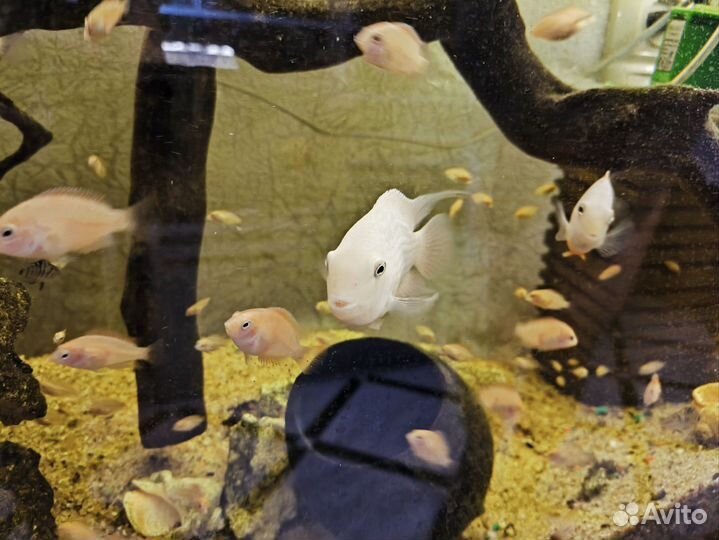 Рыбки цихлиды