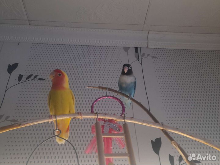 Попугай неразлучники с клеткой